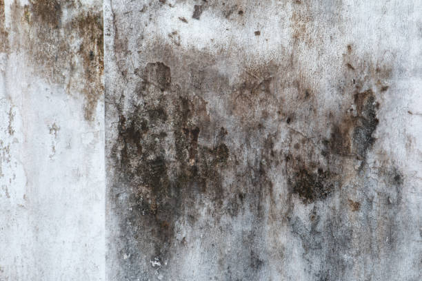 Forensic Mold Investigation in Wewahitchka, FL